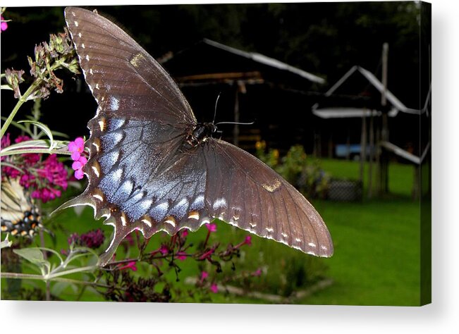 Flower Acrylic Print featuring the photograph Swallowtail with a lil Vintage by Kim Galluzzo