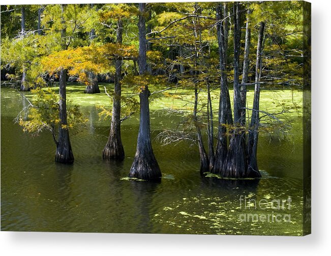 Monroe Acrylic Print featuring the photograph Swamp Color by Bob Phillips