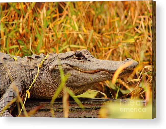 Alligator Acrylic Print featuring the photograph Swamp Gator by Andre Turner