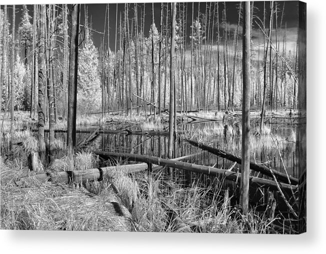 Big Springs Acrylic Print featuring the photograph Swamp Trees by Cindy Archbell