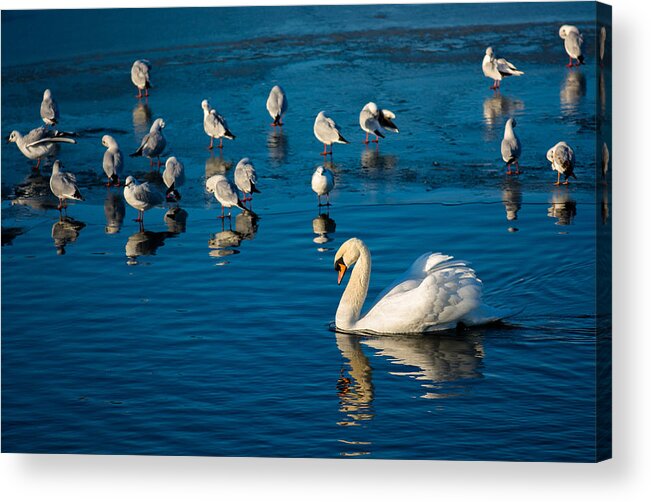 Seagulls Acrylic Print featuring the photograph Swan And Seagulls On Frozen Lake by Andreas Berthold