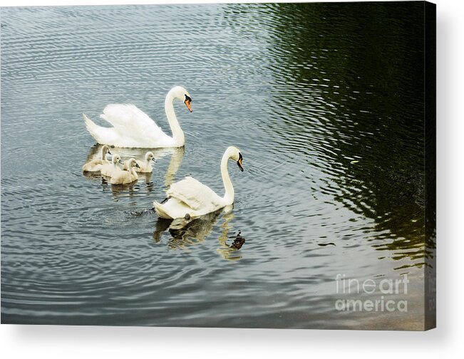 Swans Acrylic Print featuring the photograph Swan Family by Jim Calarese
