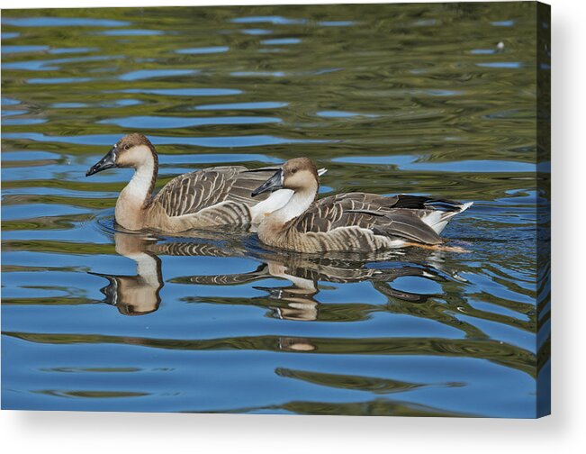 Anatidae Acrylic Print featuring the photograph Swan Geese by Anthony Mercieca