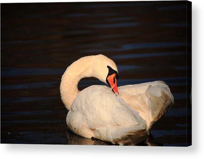 Swan Acrylic Print featuring the photograph Swan Grooming by Karol Livote