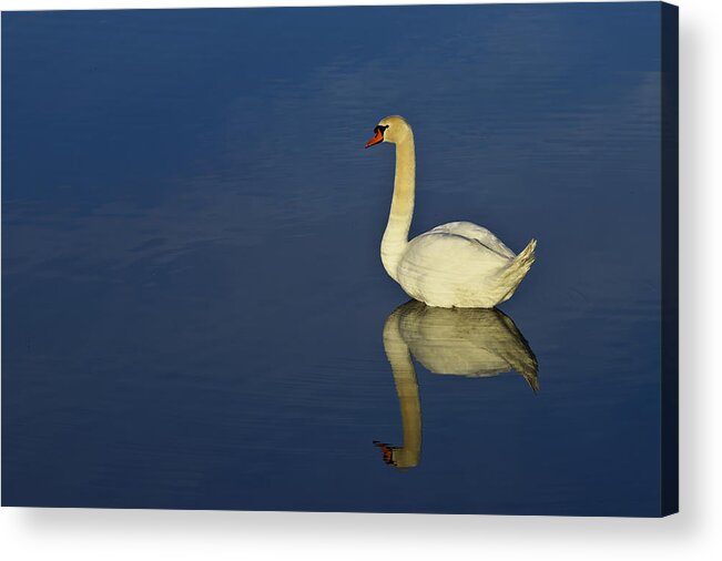 White Acrylic Print featuring the photograph Swan by Ivan Slosar