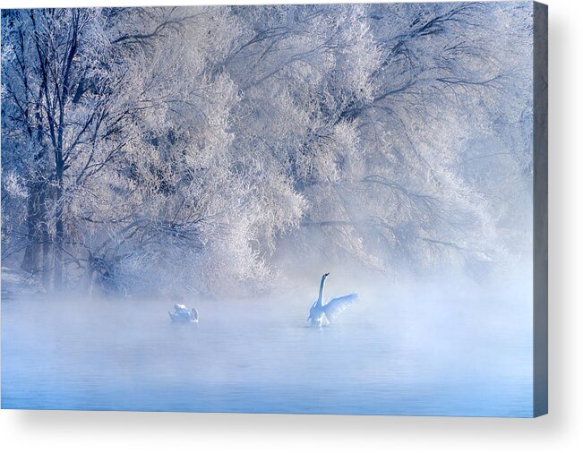 Swan Acrylic Print featuring the photograph Swan Lake by Hua Zhu
