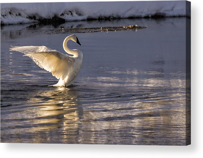 Trumpeter Swan Acrylic Print featuring the photograph Swan Song by Priscilla Burgers