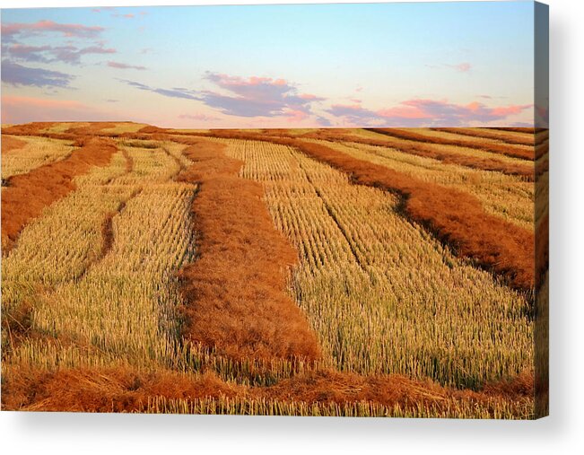 Field Acrylic Print featuring the photograph Swathed Field by Larry Trupp