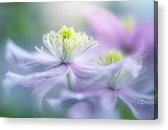 Clematis Acrylic Print featuring the photograph Sway by Jacky Parker