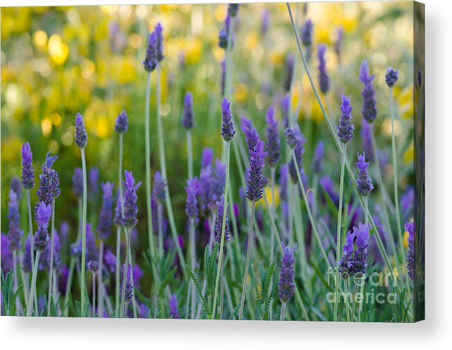 Flower Acrylic Print featuring the photograph Sweet and Savory by Tamara Becker