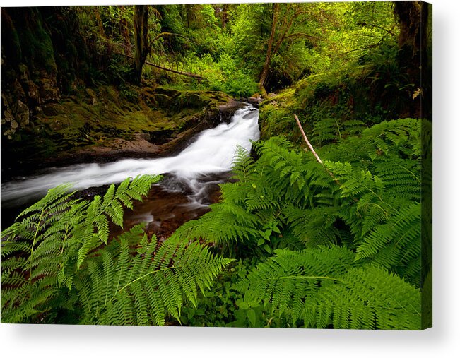 Ferns Acrylic Print featuring the photograph Sweet Creek Ferns by Andrew Kumler