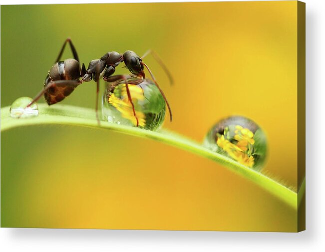 Insect Acrylic Print featuring the photograph Sweet Dew by Liangdawei