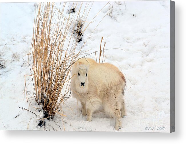 Mountain Goats Acrylic Print featuring the photograph Sweet Little One by Dorrene BrownButterfield
