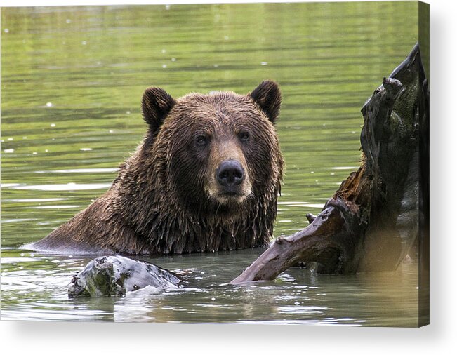 Alaska Acrylic Print featuring the photograph Swimming Grizzly by Saya Studios
