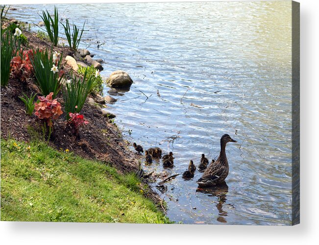 Duck Acrylic Print featuring the photograph Swimming Lessons by Cathy Shiflett
