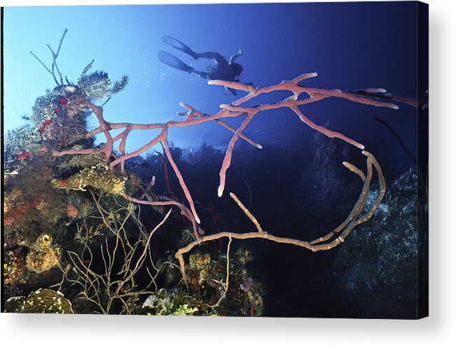 Angle Acrylic Print featuring the photograph Swimming over the edge by Sandra Edwards