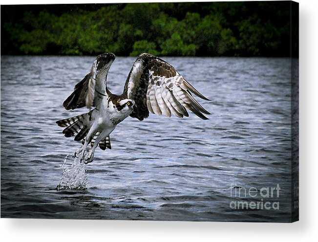 Bird Acrylic Print featuring the photograph Swing and a miss by Quinn Sedam