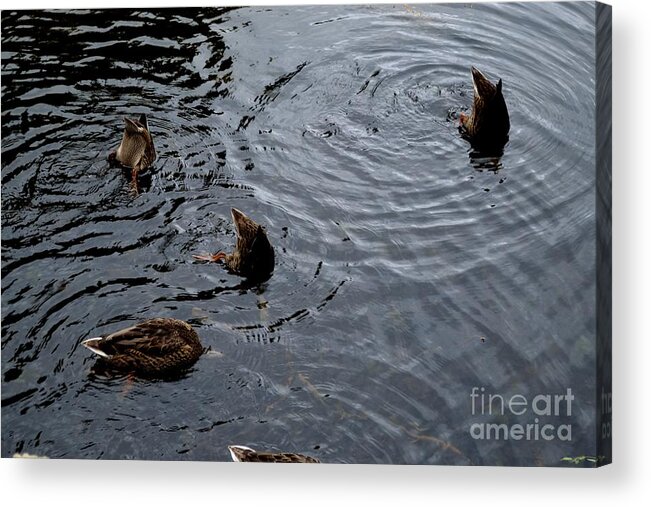 Mallard Acrylic Print featuring the photograph Synchronised Swimming Team by Scott Lyons