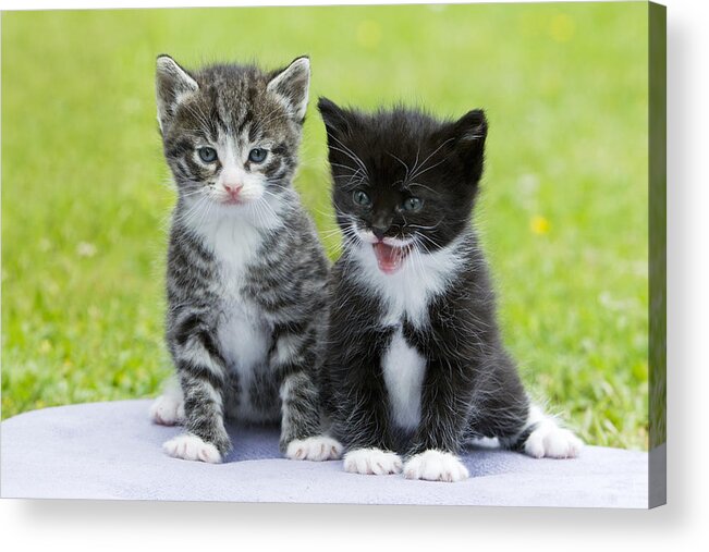 Feb0514 Acrylic Print featuring the photograph Tabby And Black Kittens by Duncan Usher