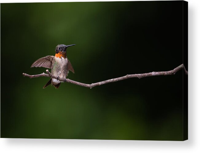 Hummingbird Acrylic Print featuring the photograph Take Flight Ruby-throated Hummingbird by Christy Cox
