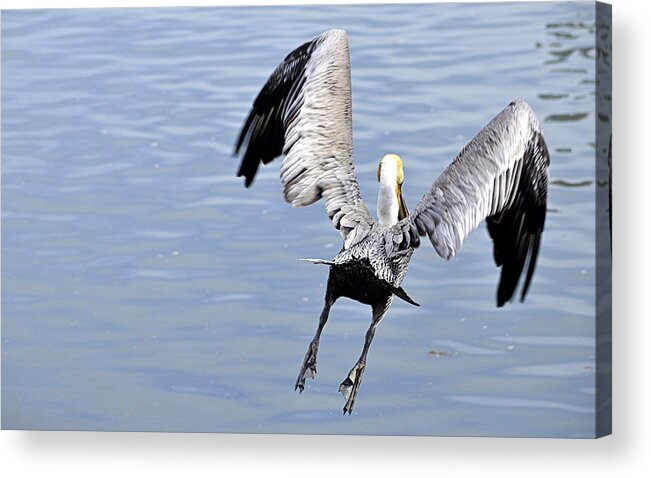 Wildlife Acrylic Print featuring the photograph Take Off by AJ Schibig
