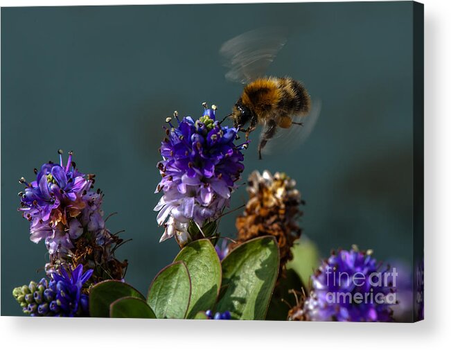 Eating Finish Acrylic Print featuring the photograph Take off by Jorgen Norgaard