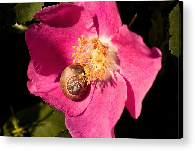 Snails Acrylic Print featuring the photograph Take Time to Smell the Flowers by Peggy Collins