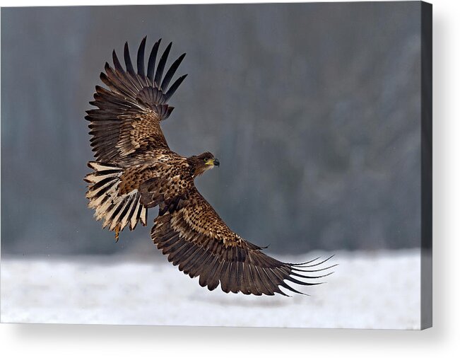 White-tailed Acrylic Print featuring the photograph Taking Off by Xavier Ortega