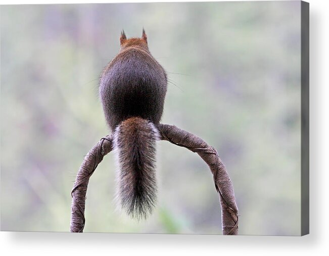 Squirrels Acrylic Print featuring the photograph Talk to the Tail by Peggy Collins