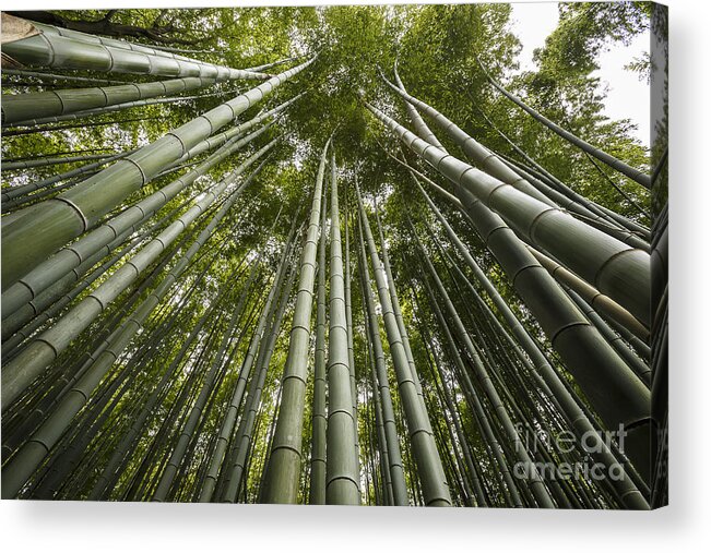 Japan Acrylic Print featuring the photograph Tall Grass by Scott Kerrigan