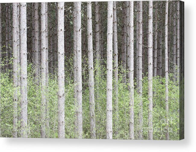 Trees Acrylic Print featuring the photograph Tall Pines by Patty Colabuono