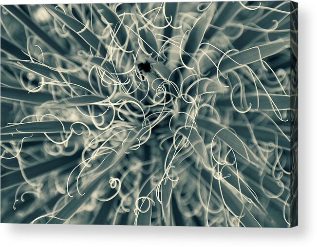 Nature Acrylic Print featuring the photograph Tangled by Jonathan Nguyen