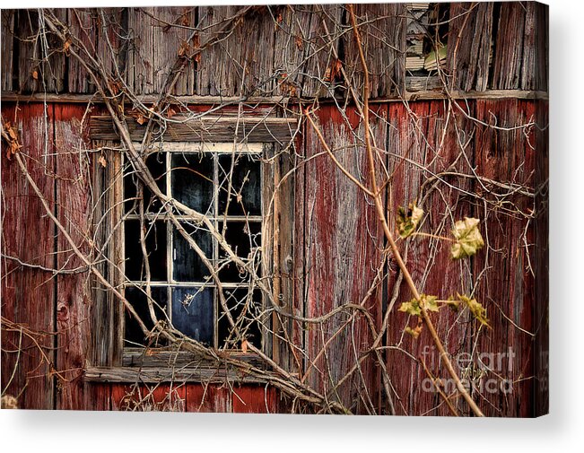 Barn Acrylic Print featuring the photograph Tangled Up In Time by Lois Bryan