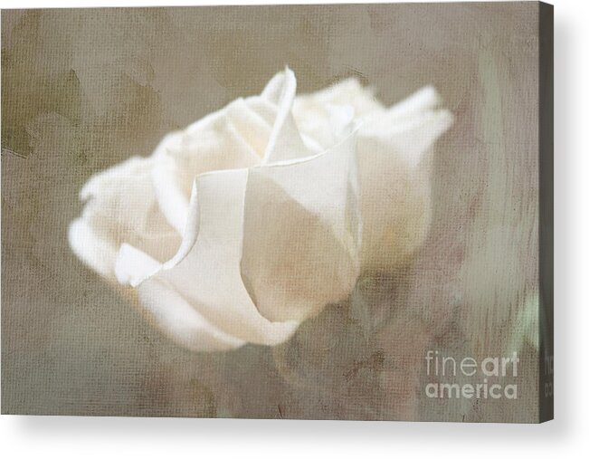 Rose Acrylic Print featuring the digital art Taupe Dreams by Jayne Carney
