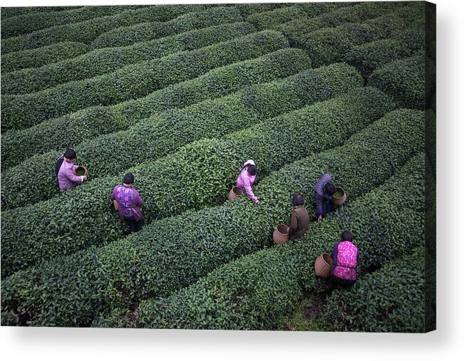 Working Acrylic Print featuring the photograph Tea Pluckers Picking Tea Leaves In by Xia Yuan