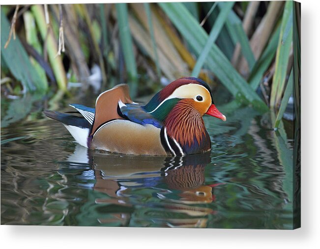 Duck Acrylic Print featuring the photograph Technicolor Duck by Steve Wolfe