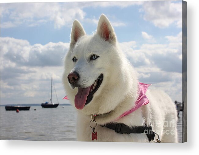 Tehya Acrylic Print featuring the photograph Tehya by Vicki Spindler