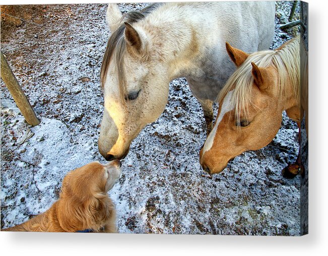 Horse Acrylic Print featuring the photograph Telling Secrets by Allan Van Gasbeck