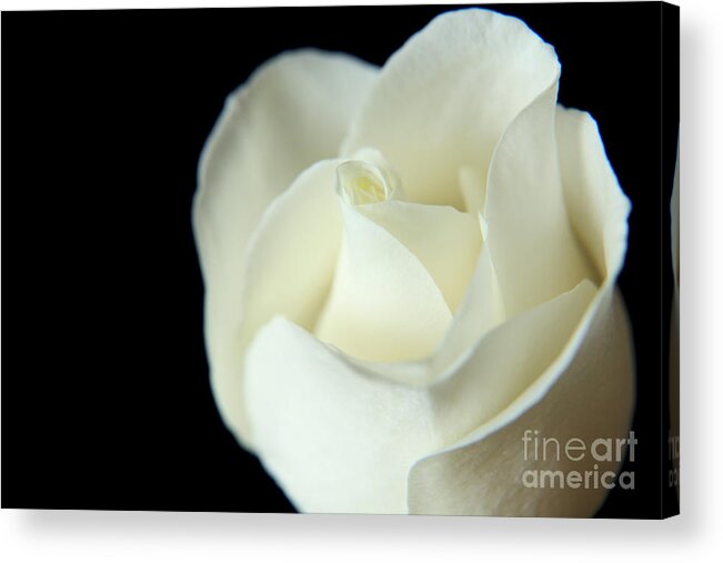 White Acrylic Print featuring the photograph Tender Love by Eden Baed