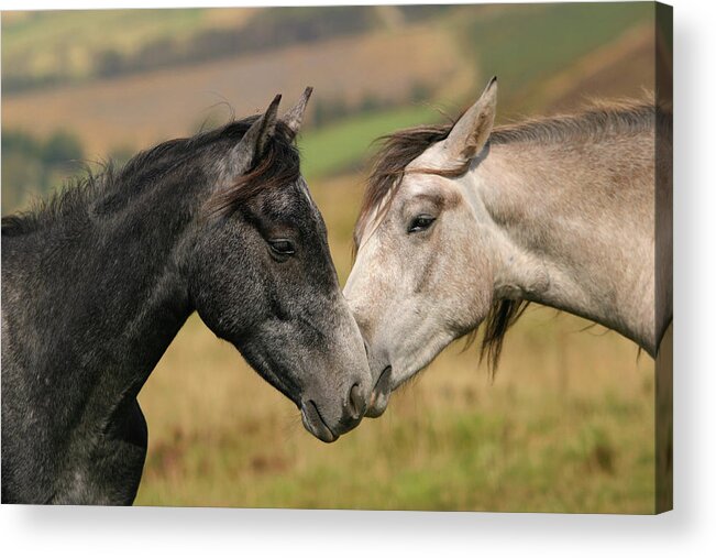 Horse Acrylic Print featuring the photograph Tender touch by Quilling Wonderland