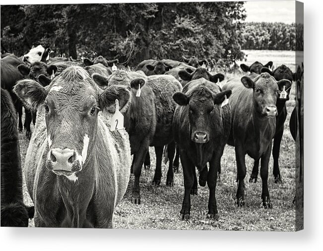 Cow Acrylic Print featuring the photograph Tennessee Cattle by Jon Woodhams
