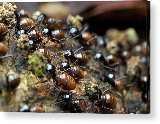 Animal Themes Acrylic Print featuring the photograph Termite Migration by Nazarudin Wijee
