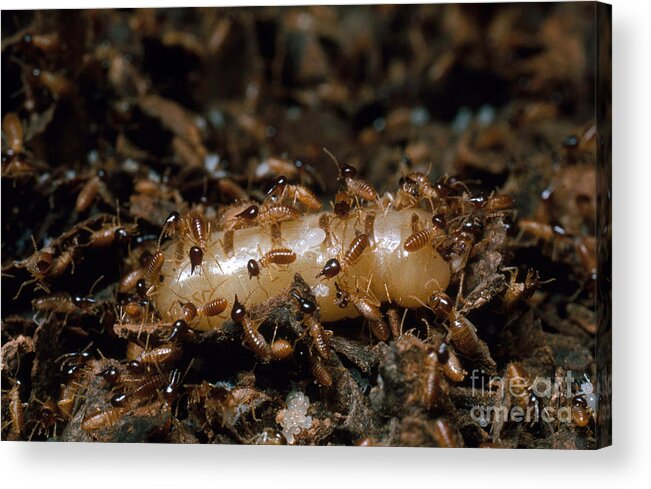 Neotropical Arboreal Termite Acrylic Print featuring the photograph Termite Queen And Soldiers by Gregory G. Dimijian, M.D.