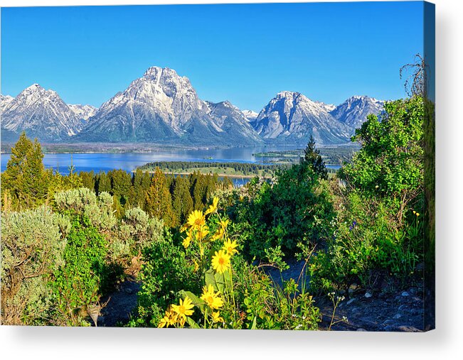 Grand Teton National Park Acrylic Print featuring the photograph Teton Spring from Signal Mtn Summit by Greg Norrell