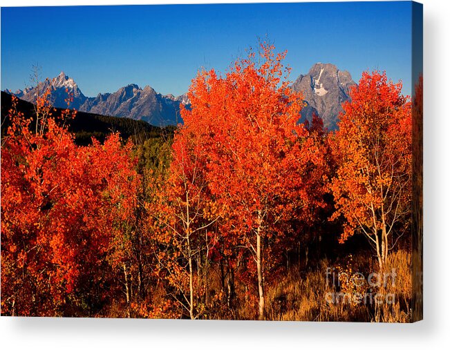 Wyoming Acrylic Print featuring the photograph Tetons Colors of Autumn by Aaron Whittemore