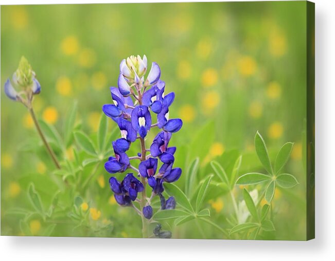 Bluebonnet Acrylic Print featuring the photograph Texas Bluebonnet by Elizabeth Budd