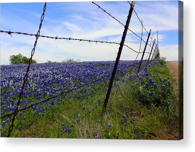 Bluebonnets Acrylic Print featuring the digital art Texas Bluebonnet field by Carrie OBrien Sibley