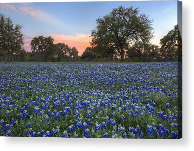 Bluebonnets Acrylic Print featuring the photograph Texas Bluebonnet Images - Cypress Mill Texas Wildflowers 1 by Rob Greebon