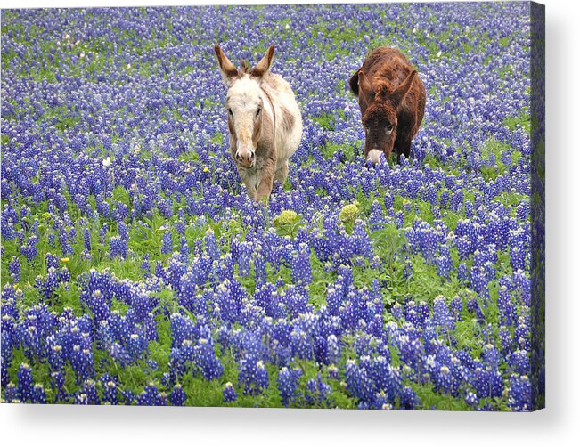 Texas Bluebonnets Acrylic Print featuring the photograph Texas Donkeys and Bluebonnets - Texas Wildflowers Landscape by Jon Holiday