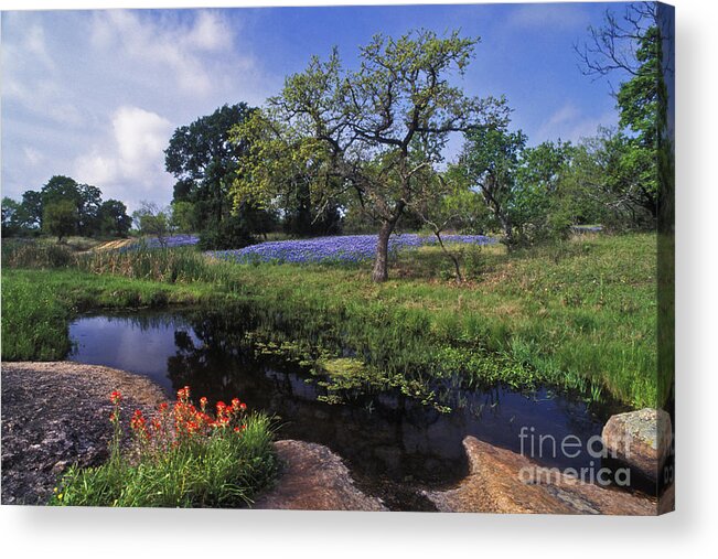 Texas Acrylic Print featuring the photograph Texas Hill Country - FS000056 by Daniel Dempster